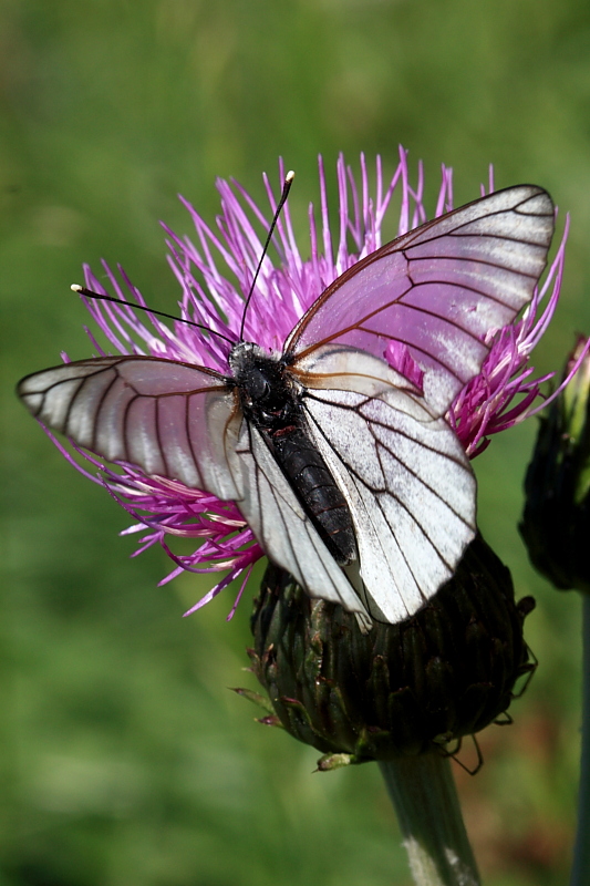 Aporia crataegi 